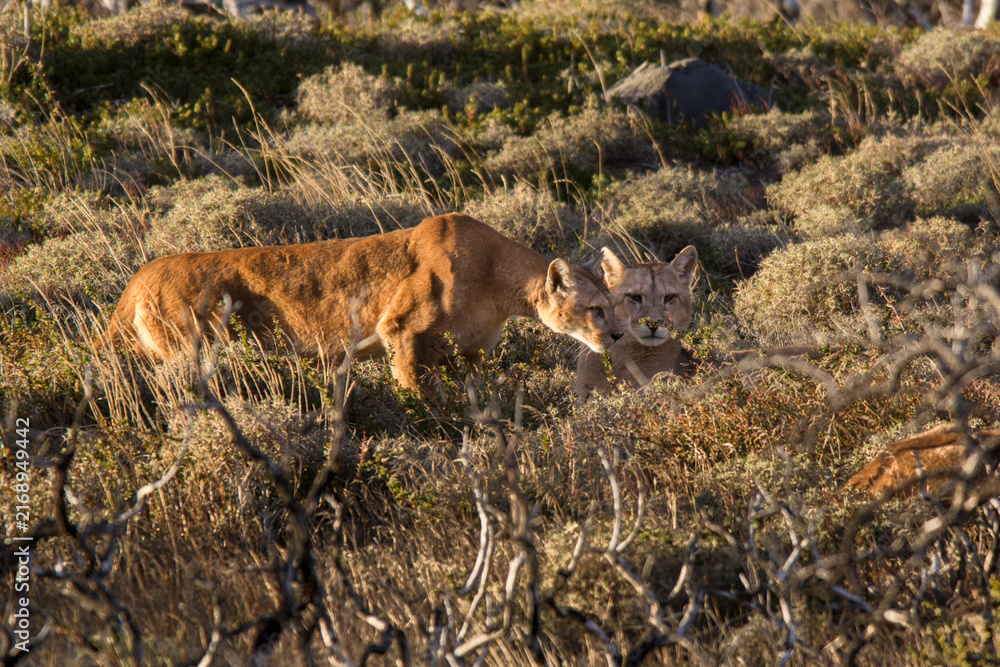 Obraz premium Puma in mountain environment, Torres del Paine National Park, Patagonia, Chile.