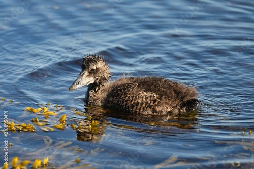 Foto An eider duckling in Iceland in summer.