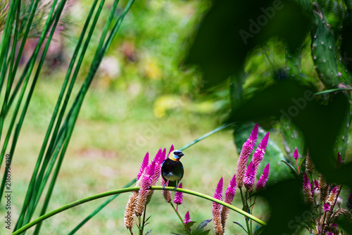 Golden-hooded tanager (Stilpnia larvata) perched on a branch in the middle of colorful wild nature in Colombia.