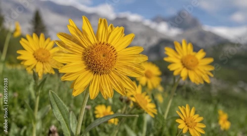 Bright yellow alpine wildflowers blooming in a sunlit mountain meadow with distant peaks and soft-focus sky