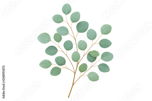 Decorative Green Eucalyptus Branch with Round Leaves Isolated on Transparent Background