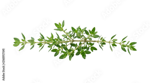 Fresh thyme sprig isolated on transparent background