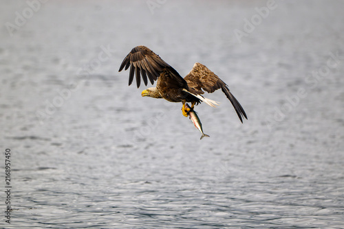 Obraz na plátne White-tailed eagle carrying a freshly caught fish over water