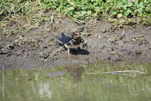the barn swallow (Hirundo rustica) collecting nesting material at pool edge