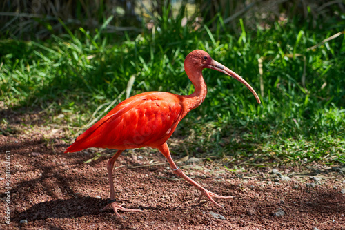 Bild auf Leinwand Scarlet ibis walking on a dirt path in a sunny park with green grass