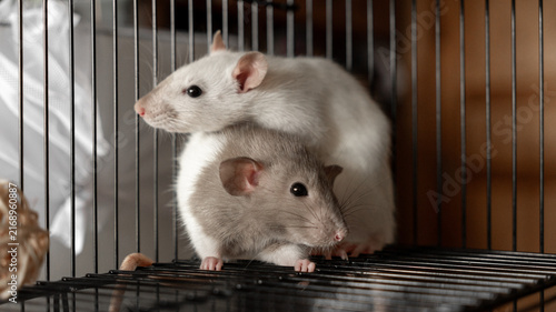 Obraz na płótnie two cute domestic decorative rats sitting in a cage