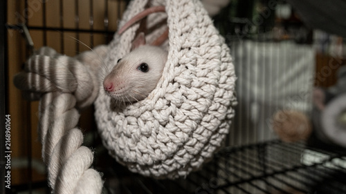 Obraz na płótnie beige cute domestic decorative rat sitting in a wicker swing cocoon hut