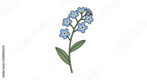 Forget-me-not flower illustration, delicate blue botanical drawing on white background