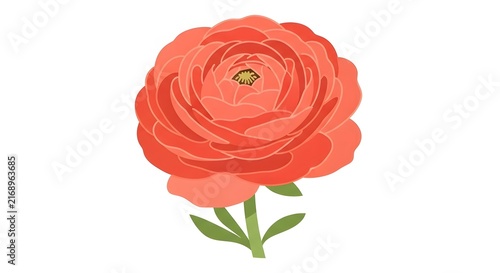 Single coral ranunculus flower isolated on white background for floral design projects
