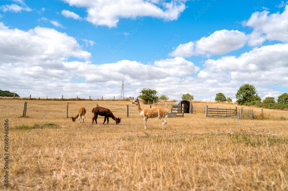 Naklejka premium Three alpacas grazing across a dry rural pasture under a blue sky