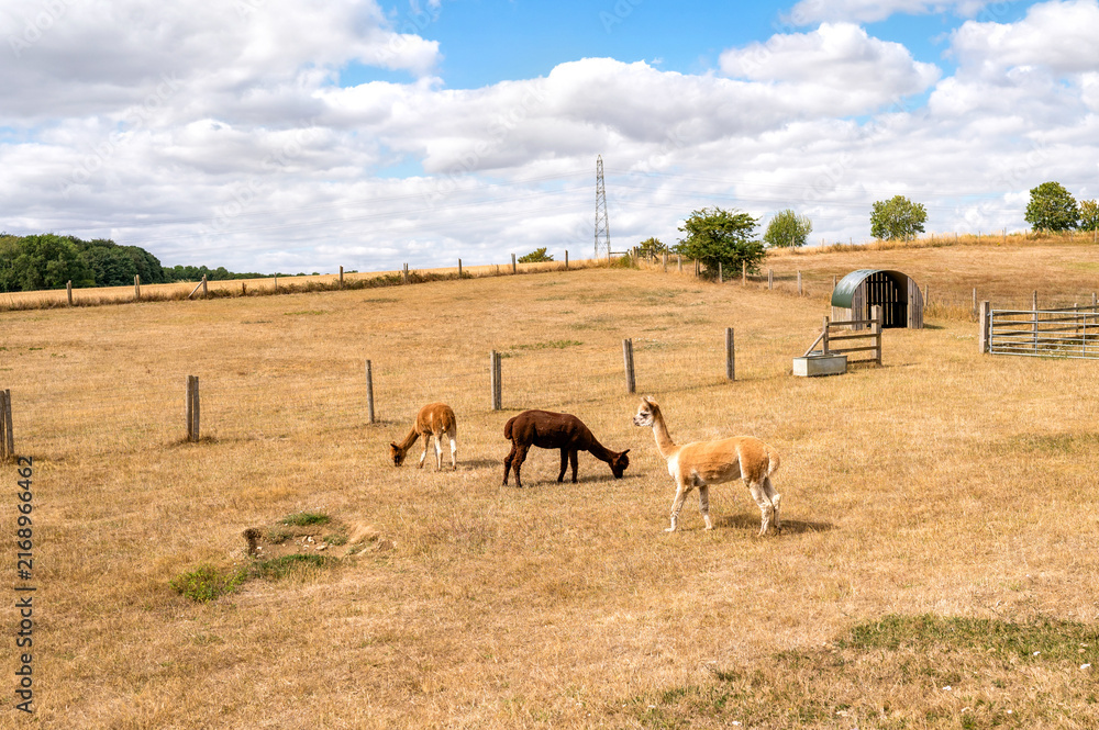 Naklejka premium Alpacas grazing in an open golden field beneath dramatic summer clouds