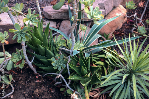 Foto Succulent plants thriving in a rock garden, displaying diverse green foliage and