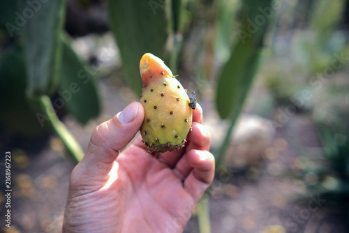 Foto Hand holding ripe prickly pear fruit, organic cactus fruit harvesting in nature,