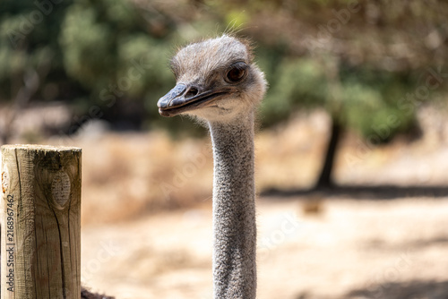 Fotografie Ostrich head and long neck looking directly at viewer, a large flightless bird s