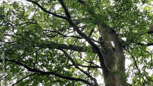 Backlit Beech Tree Crown Against Bright Sky
