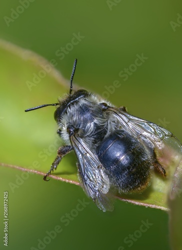 Apidae, bees, blue mason bee, hymenoptera, mason bee, hymenoptera, mason bee, osmia caerulescens, steel blue mason bee, female, high size, portrait format, insects, insects, female