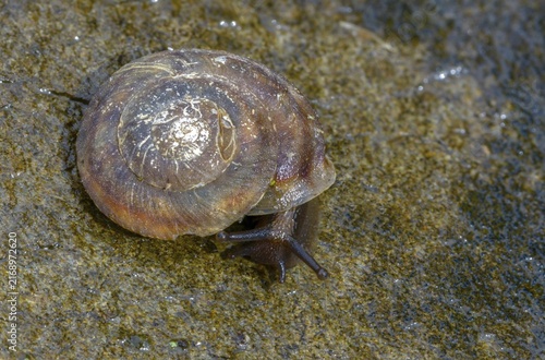 Helicigona lapicida, lapidary snail, rock picker, rock cutting snail, gastropod, mollusca, snails, molluscs