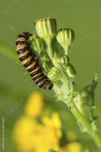 Blood bear, jacobscraut bear, carmine bear, Tyria jacobää, butterfly, cinnabar moth, high size, portrait, inchworm, insects, moths, moths, moth, caterpillar, butterfly