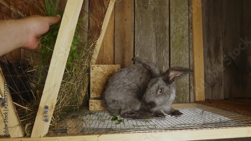 Curious grey rabbit standing on its hind legs in a wooden hutch while a farmer's hand is feeding it fresh green grass. The fluffy pet is happily eating the natural food on a small rural farm