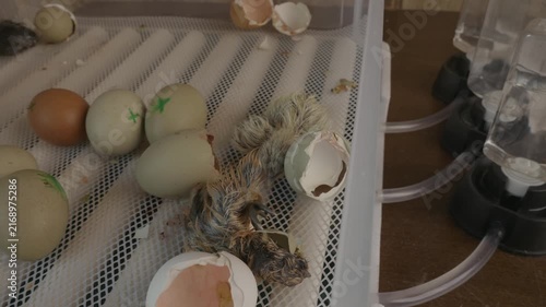Newly born wet chick emerging from its shell inside a modern incubator, a miraculous moment showcasing the fragile beginning of a new life and the agricultural process of incubation