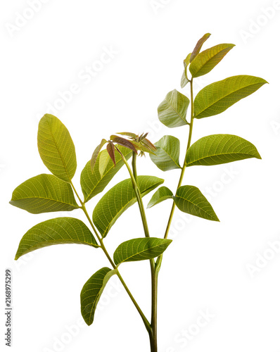 Walnut branch  with leaves  isolated on white background