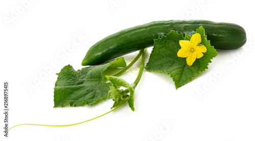 Foto cucumber  with flower and leaves isolated on white background