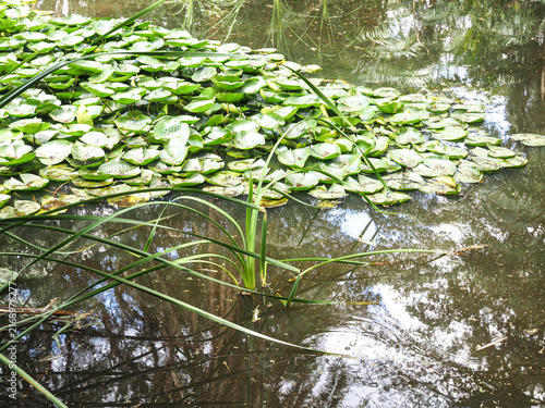 Dense European Frogbit Hydrocharis Morsus-Ranae Floating Across Shallow Freshwater Surface