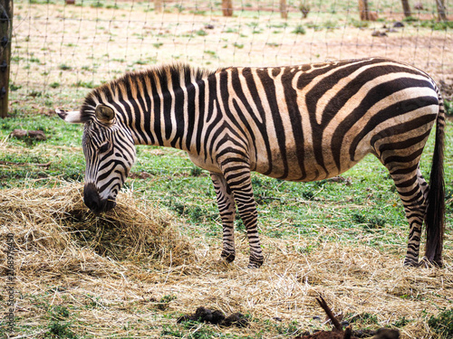 Photography Plains Zebra (Equus quagga) Grazing in Nairobi National Park, Kenya