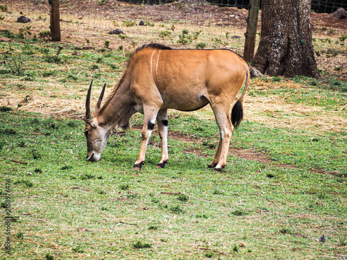 Bild auf Leinwand Common Eland Taurotragus Oryx Savanna Antelope in Nairobi National Park, Kenya