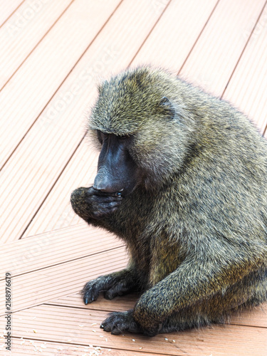 Photography Olive Baboon Sitting on Wooden Deck in Outdoor Wildlife Habitat