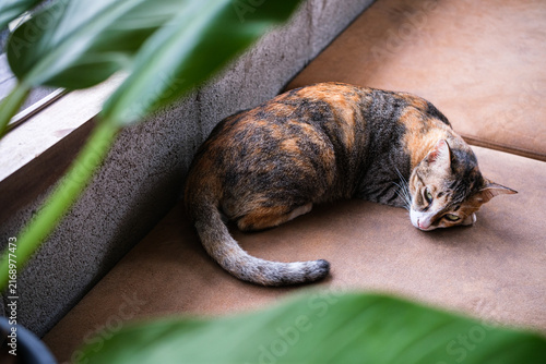 Bild auf Leinwand A cute calico tabby cat lying down and relaxing on a soft brown leather couch indoors