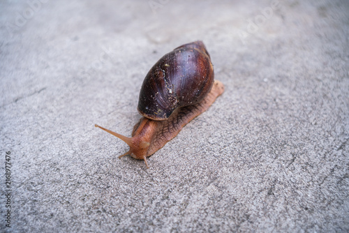 Принти на полотні Close-up shot of a brown snail slowly crawling on a concrete ground surface with a shallow depth of field