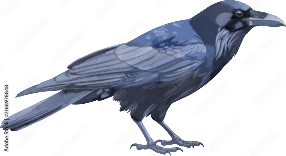 Naklejka premium crow 