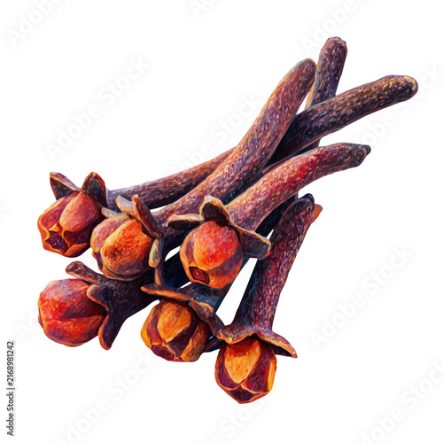 фотографія Clove watercolor vector illustration, high-quality artwork isolated on a pure white background
