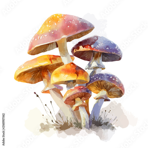 Photography Mushrooms watercolor vector illustration, high-quality artwork isolated on a pure white background