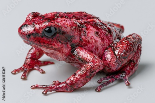 Vibrant Red Tropical Frog on Grey Background