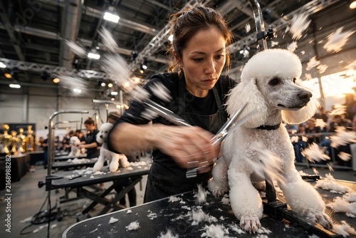 Asian female dog groomer cutting hair of a white poodle with scissors at a grooming competition with flying fur
