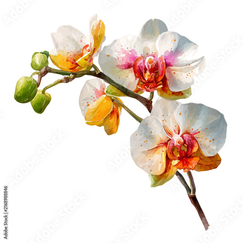 фотографія Stylized watercolor Exotic Orchid vector, modern artistic illustration with high-quality details on a pure white background