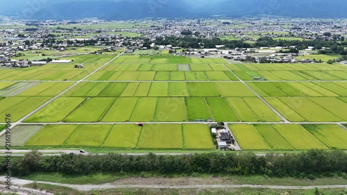 Green rice fields stretch under clear skies. Farmer's path winds through neat, cultivated rows. Village dots the horizon, quiet and calm. Fields glow with harvest promise, serene and vast