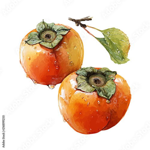 Canvas Print Stylized watercolor Persimmon vector, modern artistic illustration with high-quality details on a pure white background