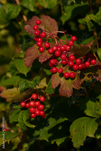 Red viburnum berries on a bush branch