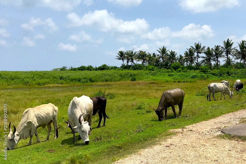 Fototapeta premium Herd of Cattle Grazing on Green Pasture by Dirt Road