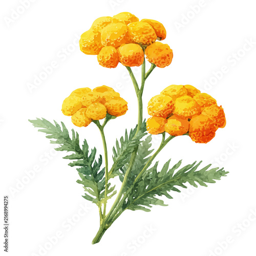Obraz na plátně Tansy Flower watercolor vector, hand-painted style, high-quality illustration isolated on white background