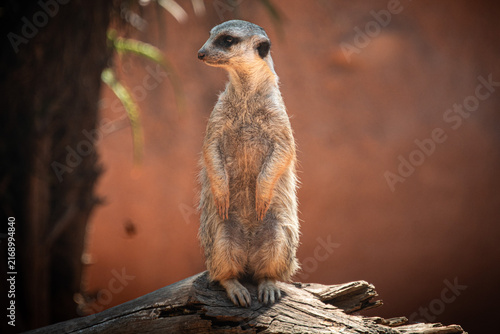 Cuadro en lienzo Suricata