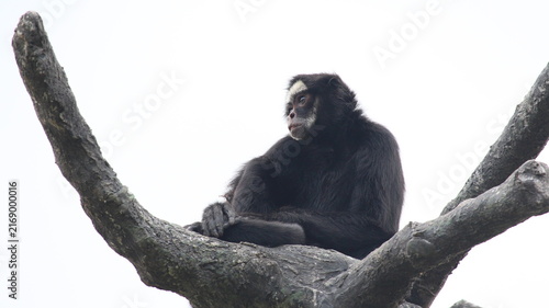 Photography Black Capuchin Monkey (Sapajus nigritus) Sitting on a Tree Branch in Brazil