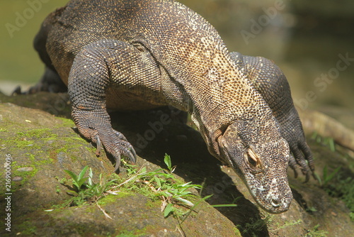 фотографія The sight of a komodo dragon crawling down the rocks