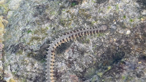 A wild fireworm swimming through transparent sea water. Exotic marine biology texture showcasing a colorful segmented worm on a coral reef bed.