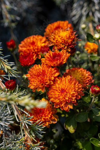 Cuadro en lienzo Beautiful bright orange mums blooming in the summertime and sunlit
