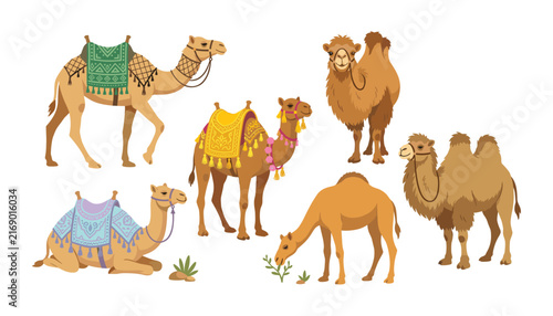 Camel vector element illustration set featuring single and double hump camels with ornate traditional decorated saddles
