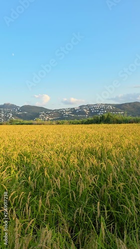 Panning across a vibrant golden rice field during sunset in Pego-Oliva Natural Park, Spain. Scenic view of Segaria Mountain. Ideal for social media stories,  travel, and agriculture.